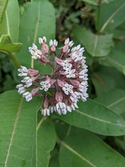 Asclepias syriaca