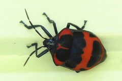 Poecilocoris nepalensis