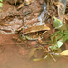 Emei Music Frog - Photo (c) Chung-Hang Hung, some rights reserved (CC BY-NC), uploaded by Chung-Hang Hung