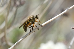 Callinicus