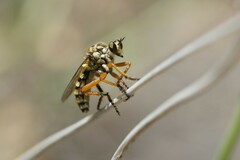 Callinicus