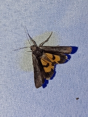 Catocala gracilis