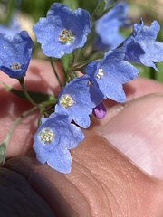 Mertensia bella