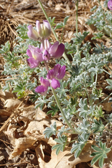 Lupinus excubitus austromontanus
