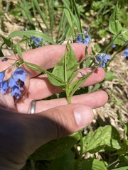 Mertensia bella