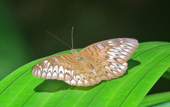 Tanaecia pelea