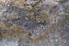 Selaginella asprella