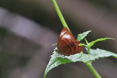 Abisara saturata