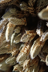 Selaginella asprella