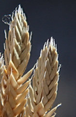 Selaginella asprella