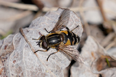 Helophilus groenlandicus