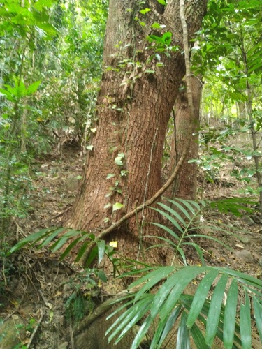 Imagem ilustrativa da cultura Cedro Australiano; não representa sintomas nem a espécie