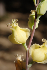 Streptanthus bernardinus