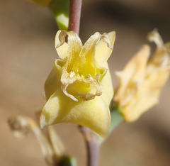 Streptanthus bernardinus