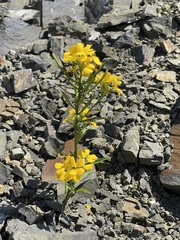 Erysimum amurense