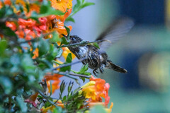 Selasphorus flammula