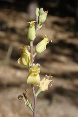 Streptanthus bernardinus