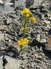 Erysimum amurense