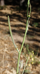 Streptanthus bernardinus