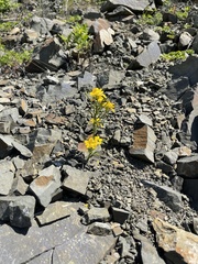 Erysimum amurense