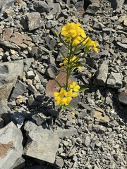 Erysimum amurense