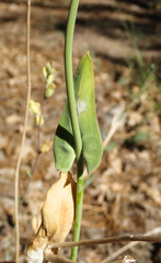 Streptanthus bernardinus