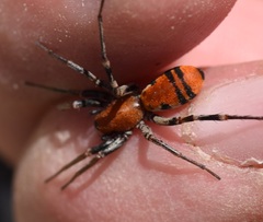 Castianeira alteranda