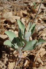 Streptanthus bernardinus