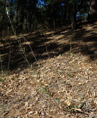 Streptanthus bernardinus