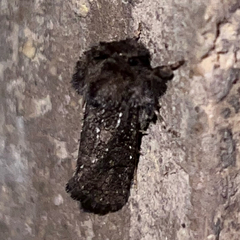 Acrolophus arcanella