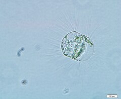 Corethron