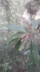 Machilus odoratissima