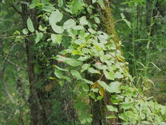 Celticecis acuminata
