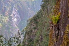 Tillandsia machupicchuensis