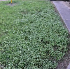 Spermacoce dasycephala