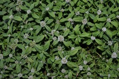 Spermacoce dasycephala