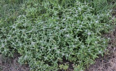 Spermacoce dasycephala