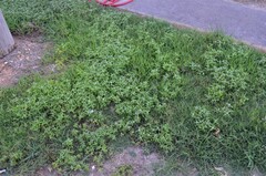 Spermacoce dasycephala