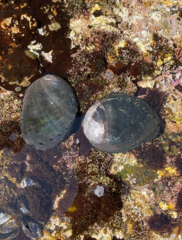 Haliotis cracherodii