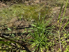 Eriocaulon buergerianum