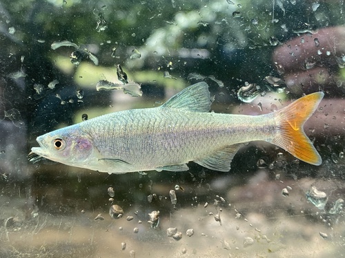 Redfin shiner (Lythrurus umbratilis) — Cyprinidae — 5