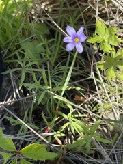 Sisyrinchium septentrionale