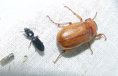 Clivina