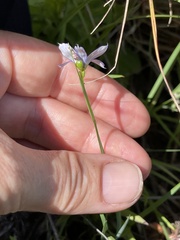 Sisyrinchium septentrionale