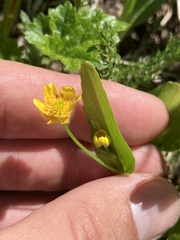 Ranunculus populago