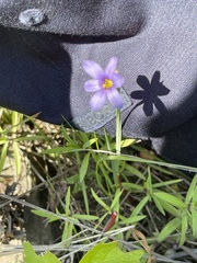 Sisyrinchium septentrionale