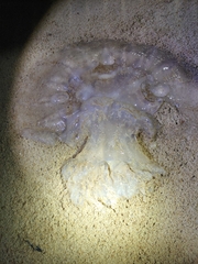 Catostylidae