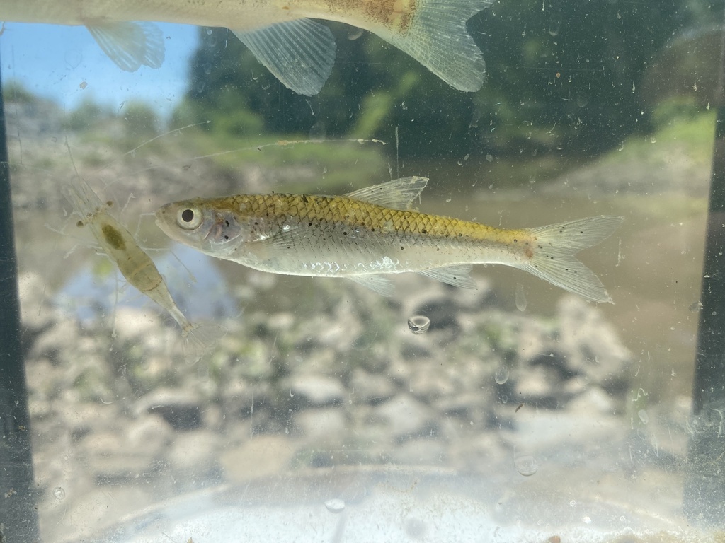 Cypress Minnow