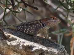 Sceloporus bimaculosus