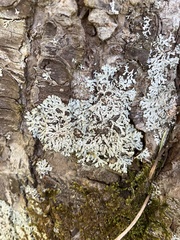 Parmeliopsis hyperopta